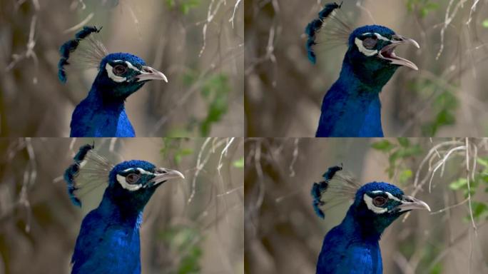 蓝孔雀眨眨眼，打开喙