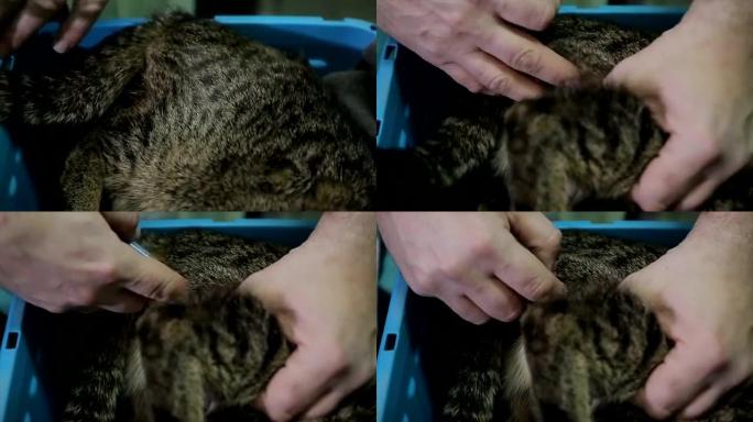 兽医给生病的猫打针