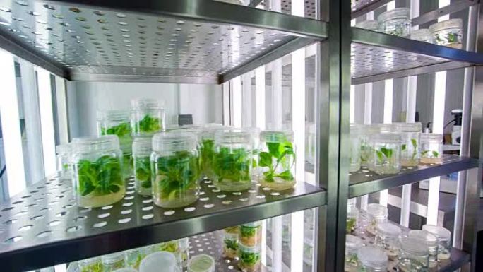 生物技术实验室科学家