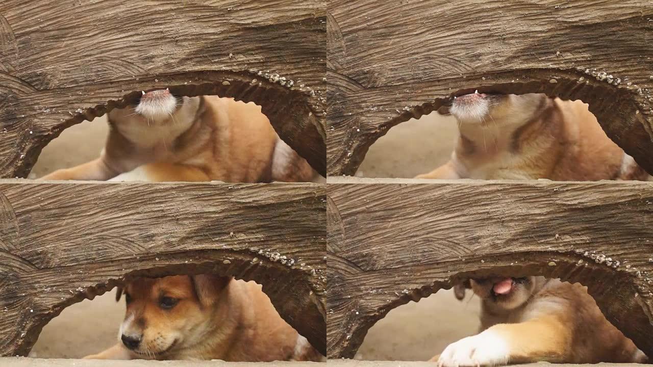 年轻可爱的棕色小狗透过木洞窥视。特写