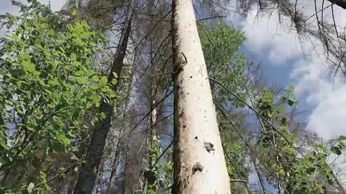 云杉站在森林里，树干受损