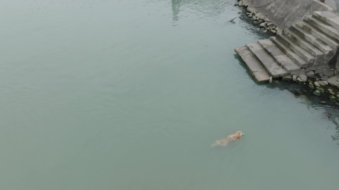 跳入湖水游泳捡空瓶子垃圾的狗，环保责任感