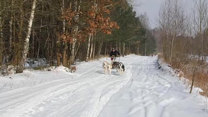冬季在乡村道路上训练雪橇犬