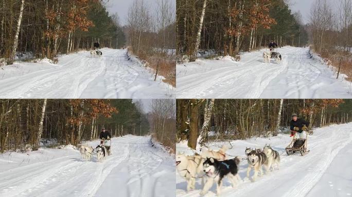 冬季在乡村道路上训练雪橇犬