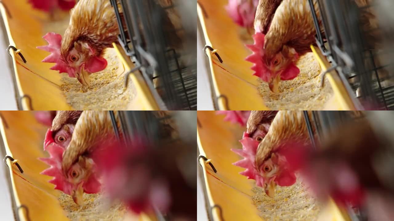 吃鸡