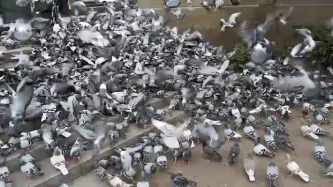 巨大的鸽子群在城市街道上起飞。慢动作