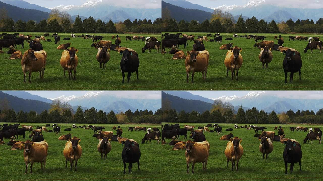 新西兰奶牛