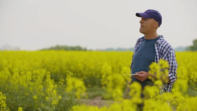 农民使用数字平板电脑检查田间油菜花