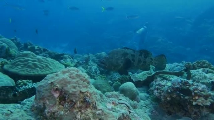 在海底礁石中游泳的大理石石斑鱼