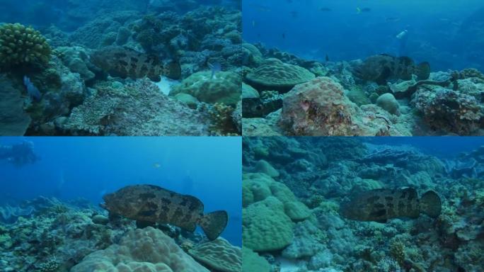 在海底礁石中游泳的大理石石斑鱼