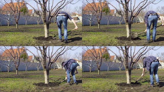 男人在春天挖树用铲子