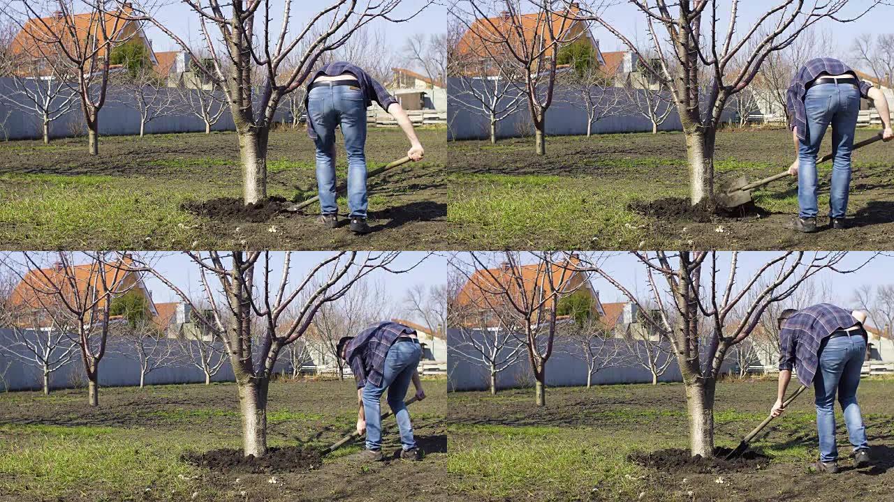 男人在春天挖树用铲子