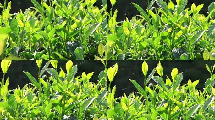 春山种植绿茶植物