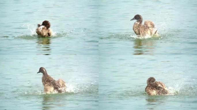 鸭子在水中慢动作玩耍