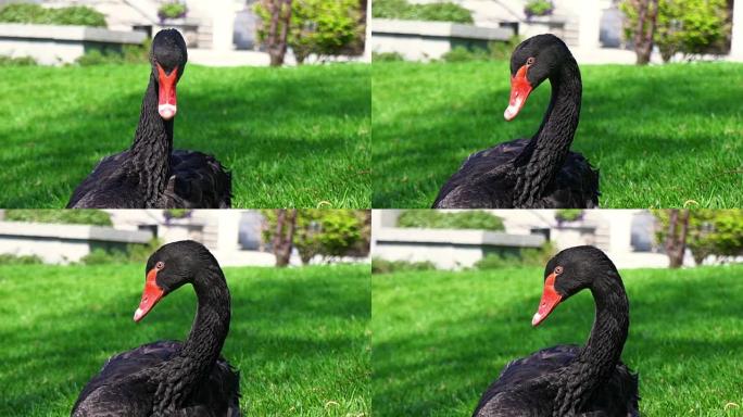 一只长着红色喙的黑天鹅坐在绿草上，一只孤独的天鹅