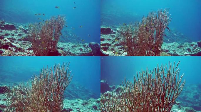 珊瑚礁上的水下健康Gorgonia海扇