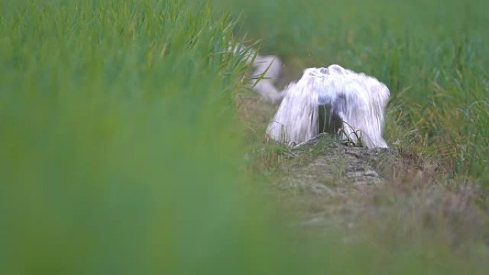 4K: 绿色稻田的灌溉水