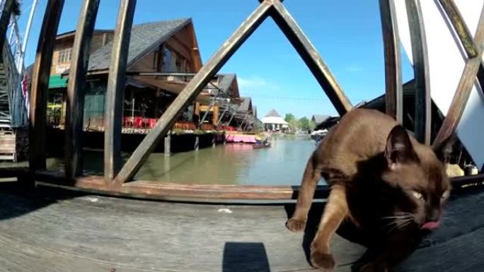 棕猫躺在芭堤雅水上市场的木墩上休息和舔。泰国