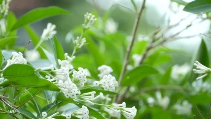 黄蜂在白花上吸收甜味