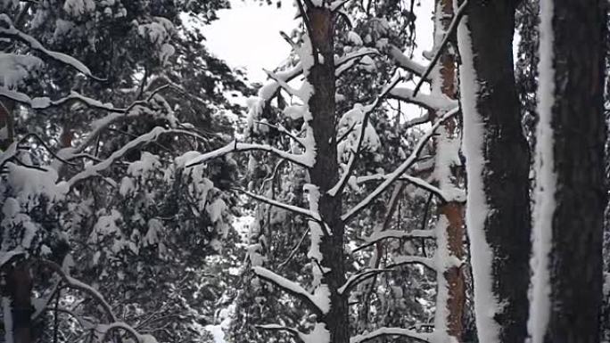 冬天。松雪覆盖的森林