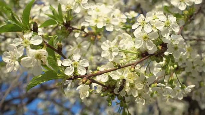 蜜蜂在盛开的白色樱桃花上收集花蜜。