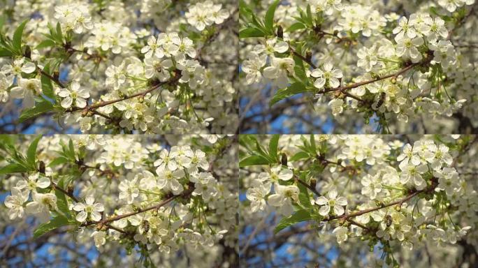 蜜蜂在盛开的白色樱桃花上收集花蜜。