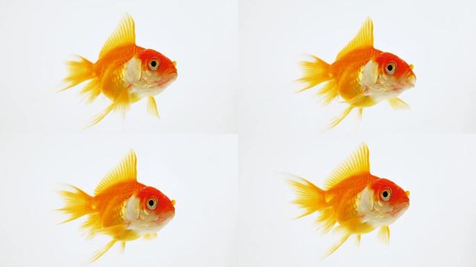 戈迪什在干净的水中游泳。