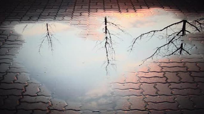 街道上下雨后，树和天空的水坑倒影