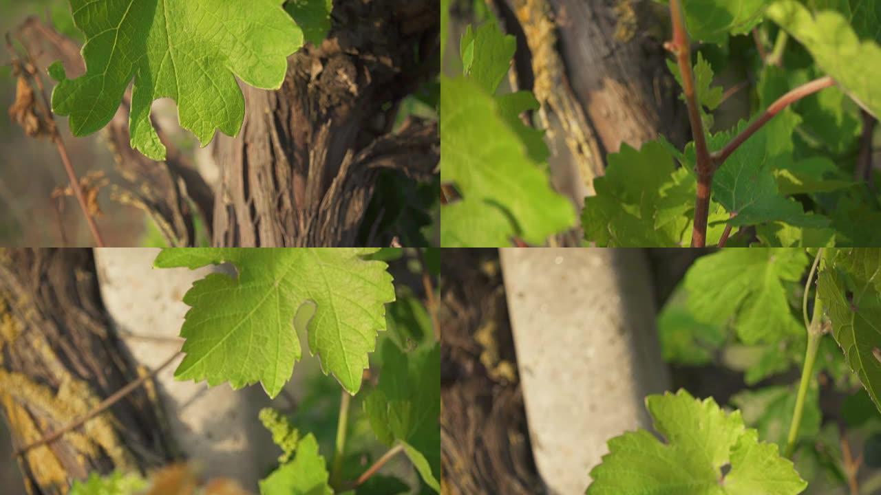 慢动作摄像机用嫩芽和叶子在老藤上移动