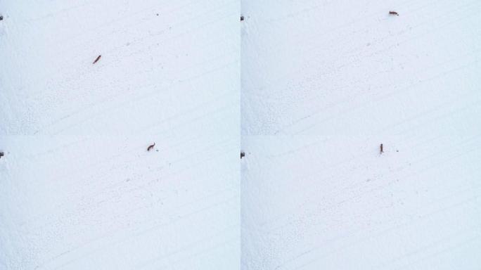 在雪地里奔跑的狗的鸟瞰图