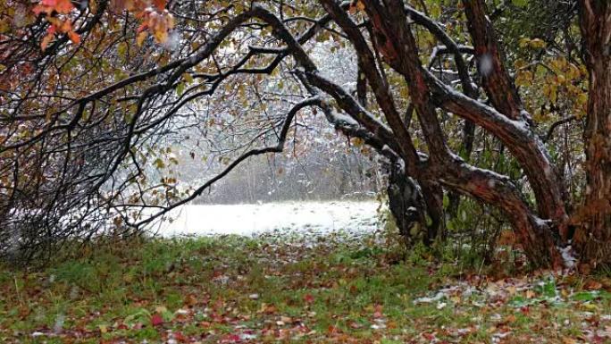 西伯利亚秋末冬初大雪下红叶山楂树