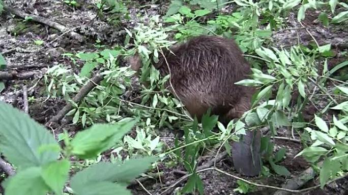 Beaver eating in natural environment