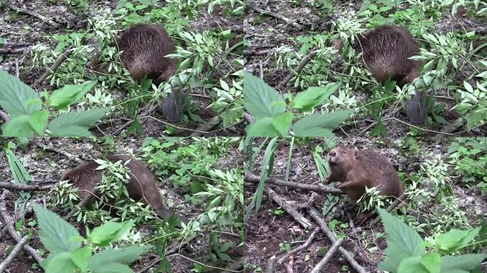 Beaver eating in natural environment