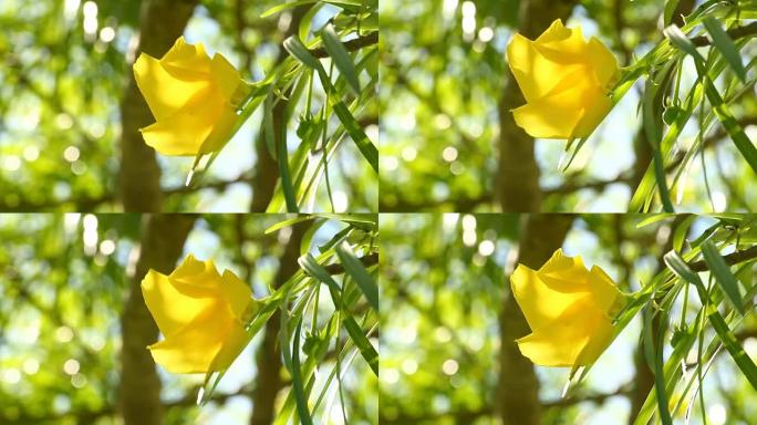 阳光下的黄色夹竹桃，泰国清迈