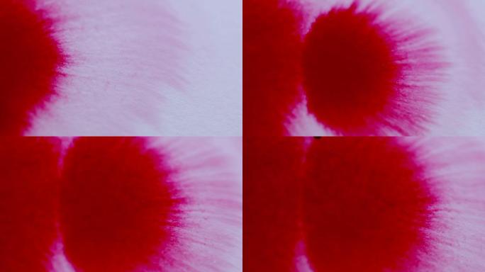 红色的血墨水溅到白色背景上。墨水扩展，用于与视频混合模式。羊皮纸和水上的宏观红色墨水