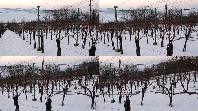 冬天一排排覆盖着白雪的葡萄园。日落时的葡萄园。
