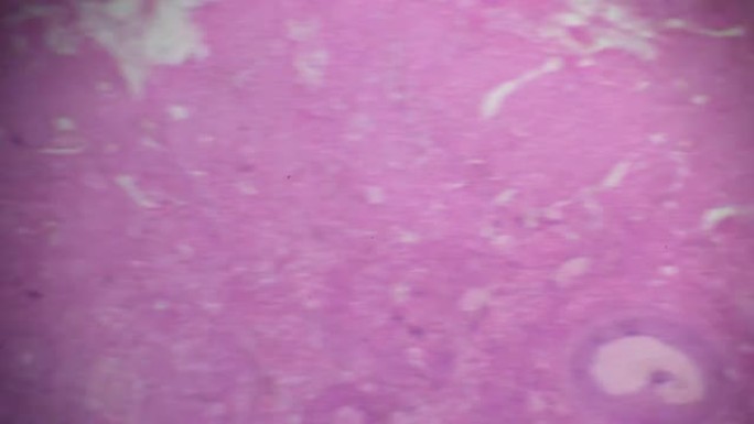 显微镜下的卵巢横截面