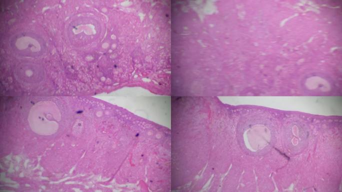显微镜下的卵巢横截面