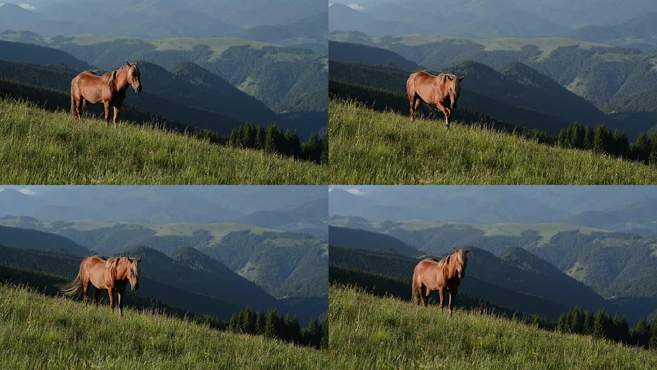 放牧马的山地景观