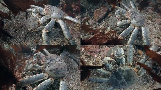 海底交配巨型帝王蟹。