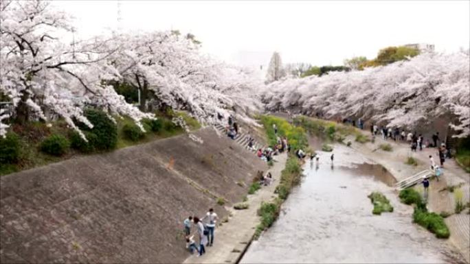 欣赏樱花节的人们的模糊图像