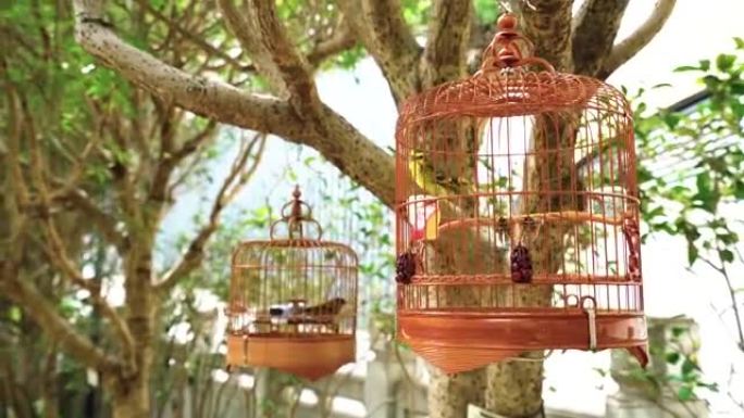 香港九龙旺角鸟园出售鸟类