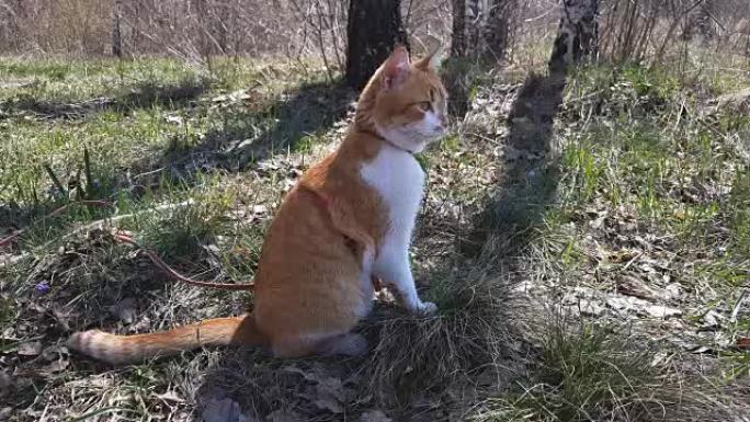桦林可爱的红白猫。春天阳光明媚的一天。
