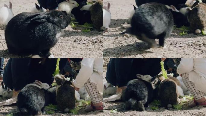 可爱的蓬松兔子吃生菜