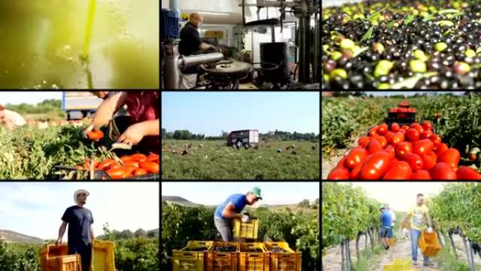 意大利南部的农业组成-意大利传统
