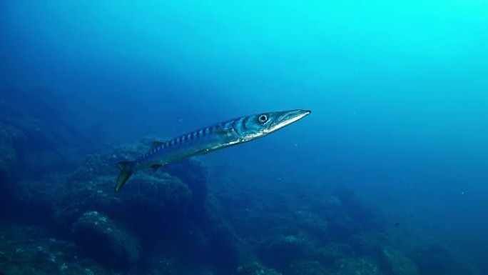 水肺潜水仅在地中海的梭子鱼在深蓝色的大海