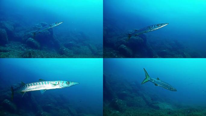 水肺潜水仅在地中海的梭子鱼在深蓝色的大海