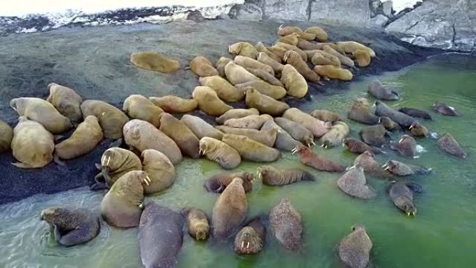 新地球Vaigach岛北冰洋沿岸海象的觅食基地。