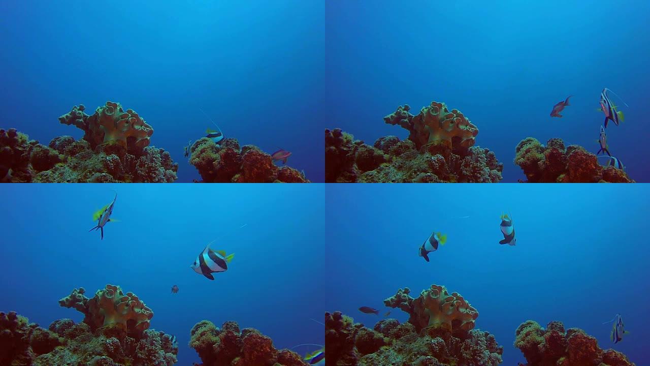 热带旗鱼
