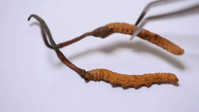 白底冬虫夏草组